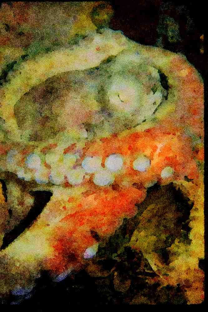 427030 The Octopus Is A Master Of Color Changes And Camouflage A4 Limited Edition Watercolour Print