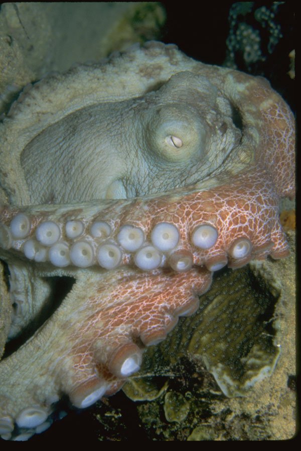 427030 The Octopus Is A Master Of Color Changes And Camouflage A4 Photo Print