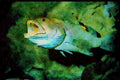 427031 A Large Tiger Grouper Displays Gaping Jaws And Teeth A4 Limited Edition Watercolour Print