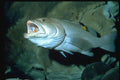427031 A Large Tiger Grouper Displays Gaping Jaws And Teeth A4 Photo Print