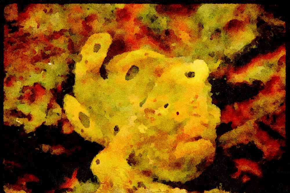 427032 The Long lure Anglerfish Uses A Lure To Attract Prey A4 Limited Edition Watercolour Print