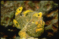 427032 The Long lure Anglerfish Uses A Lure To Attract Prey A4 Photo Print