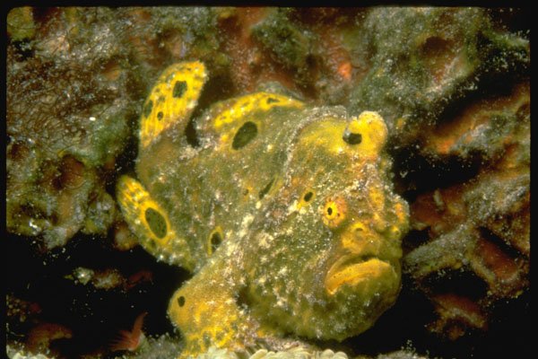 427032 The Long lure Anglerfish Uses A Lure To Attract Prey A4 Photo Print