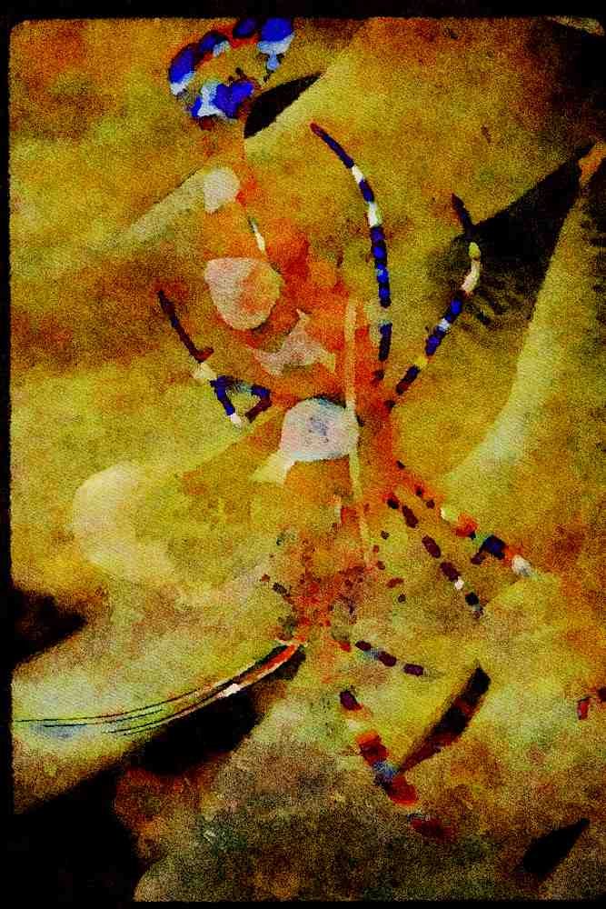 427033 Shrimp Resides In A Sea Anemone A4 Limited Edition Watercolour Print