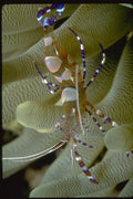 427033 Shrimp Resides In A Sea Anemone A4 Photo Print