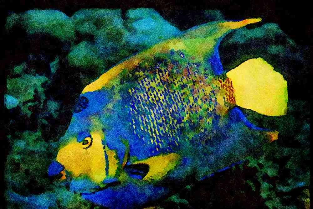 427034 Queen Angelfish A4 Limited Edition Watercolour Print