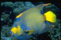 427034 Queen Angelfish A4 Photo Print