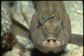427035 A Goby Cleans Between The Eyes Of A Coney Grouper A4 Photo Print