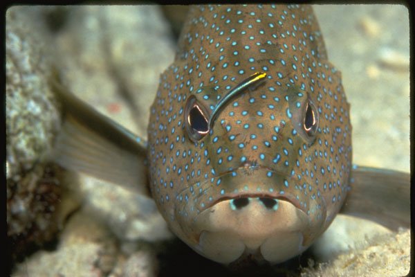 427035 A Goby Cleans Between The Eyes Of A Coney Grouper A4 Photo Print