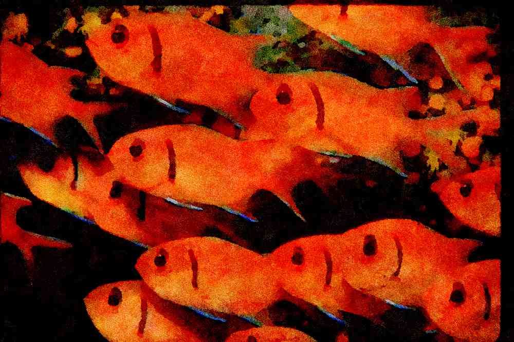 427036 A School Of Blackbar Soldierfish A4 Limited Edition Watercolour Print