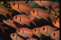 427036 A School Of Blackbar Soldierfish A4 Photo Print