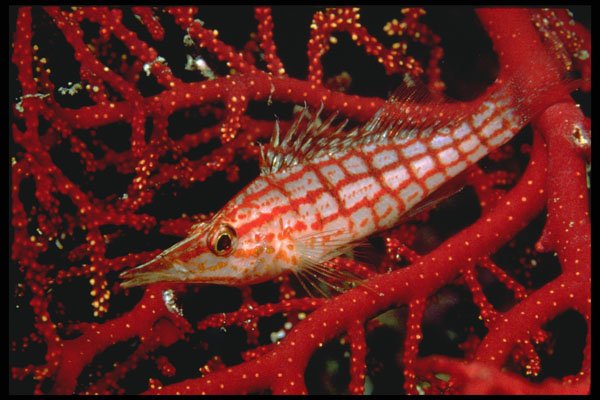 427037 The Longnosed Hawkfish Lives On Deepwater Sea Fans A4 Photo Print