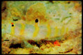 427038 The Magnificent Sailfin Goby Lives In Sandy Burrows A4 Limited Edition Watercolour Print