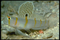 427038 The Magnificent Sailfin Goby Lives In Sandy Burrows A4 Photo Print