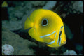 427039 Bennett's Butterfly Fish, Fiji Islands A4 Photo Print