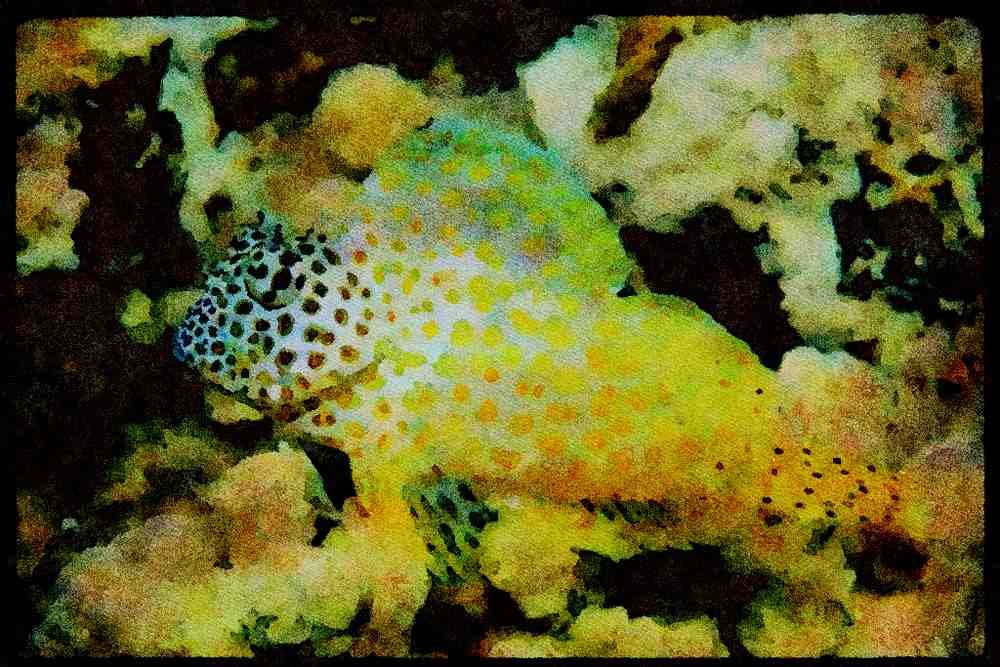 427041 The Leopard Blenny Live Amoung The Branches Of Hard Coral A4 Limited Edition Watercolour Print