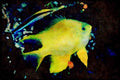 427042 A Cleaner Wrasse Hovers Above A Golden Damselfish A4 Limited Edition Watercolour Print