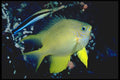 427042 A Cleaner Wrasse Hovers Above A Golden Damselfish A4 Photo Print