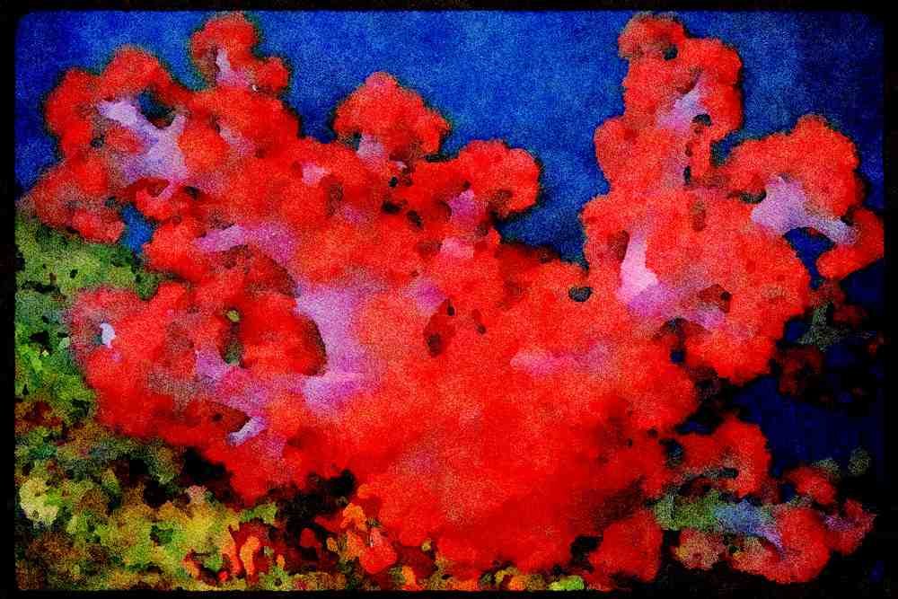427043 Soft Coral Trees A4 Limited Edition Watercolour Print