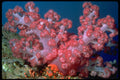 427043 Soft Coral Trees A4 Photo Print