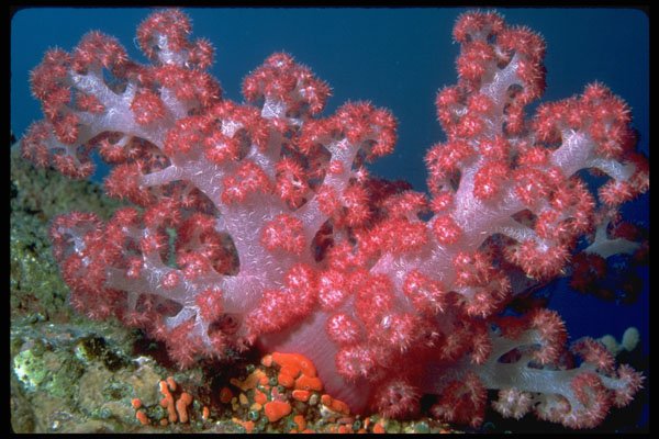 427043 Soft Coral Trees A4 Photo Print