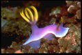 427044 Indonesian Nudibranch A4 Photo Print