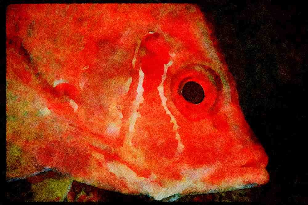 427046 Longspine Squirrelfish A4 Limited Edition Watercolour Print