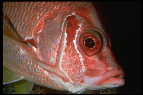 427046 Longspine Squirrelfish A4 Photo Print