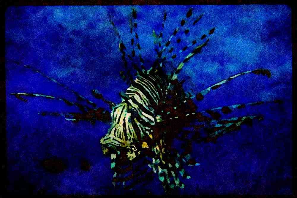 427047 The Lionfish Is Equipped With Poisonous Dorsal Spines A4 Limited Edition Watercolour Print