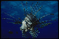 427047 The Lionfish Is Equipped With Poisonous Dorsal Spines A4 Photo Print