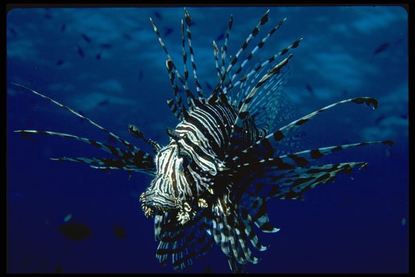 427047 The Lionfish Is Equipped With Poisonous Dorsal Spines A4 Photo Print