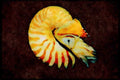 427048 The Chambered Nautilus Is A Living Fossil From Deep Water A4 Limited Edition Watercolour Print