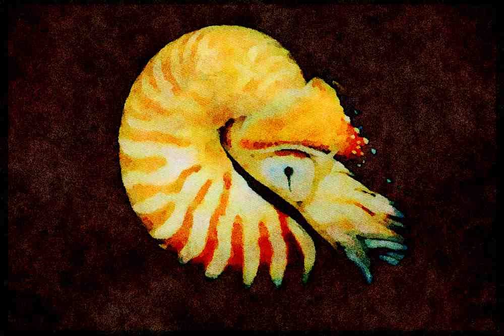 427048 The Chambered Nautilus Is A Living Fossil From Deep Water A4 Limited Edition Watercolour Print