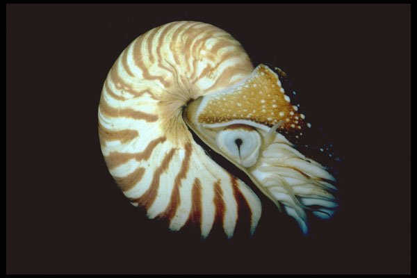 427048 The Chambered Nautilus Is A Living Fossil From Deep Water A4 Photo Print