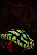 427049 Ruppell's Nudibranch A4 Limited Edition Watercolour Print