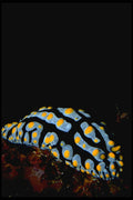 427049 Ruppell's Nudibranch A4 Photo Print
