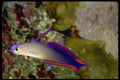 427050 The Elegant Fire Goby Darts About The Deepwater Reefs A4 Photo Print