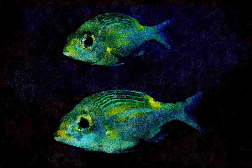 427051 A Pair Of Sea Bream Float Together A4 Limited Edition Watercolour Print