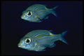 427051 A Pair Of Sea Bream Float Together A4 Photo Print