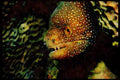 427052 White spotted Moray Eel A4 Limited Edition Watercolour Print