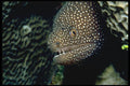 427052 White spotted Moray Eel A4 Photo Print