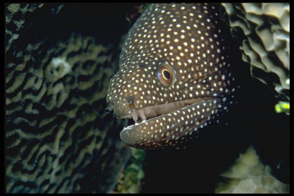 427052 White spotted Moray Eel A4 Photo Print