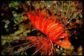 427053 Spotfin Lionfish A4 Limited Edition Watercolour Print
