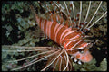 427053 Spotfin Lionfish A4 Photo Print