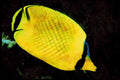 427054 Latticed Butterfly Fish A4 Limited Edition Watercolour Print