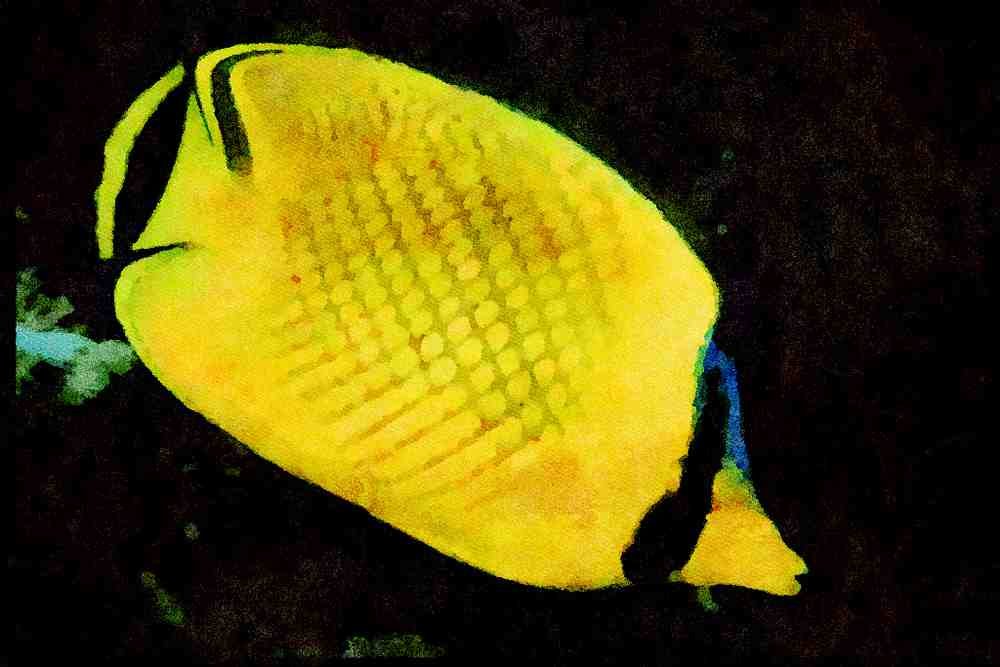 427054 Latticed Butterfly Fish A4 Limited Edition Watercolour Print