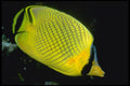 427054 Latticed Butterfly Fish A4 Photo Print