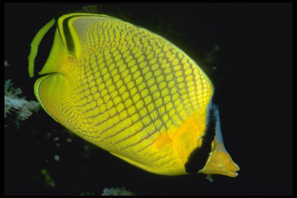 427054 Latticed Butterfly Fish A4 Photo Print