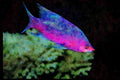 427055 This Bizarre Basslet Is Called The Purple Queen A4 Limited Edition Watercolour Print