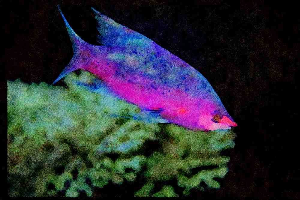 427055 This Bizarre Basslet Is Called The Purple Queen A4 Limited Edition Watercolour Print